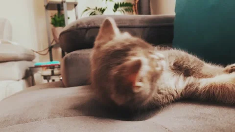 A cute british kitten plays Stock Footage 290087775