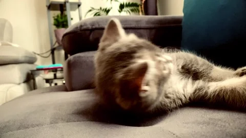 A cute british kitten plays Stock Footage 290087950