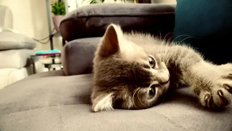 A cute british kitten plays Stock Footage 290087959