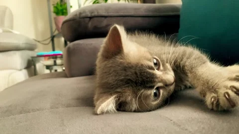 A cute british kitten plays Stock Footage 290088156