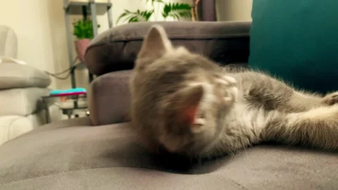 A cute british kitten plays Stock Footage 290088175