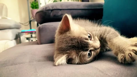 A cute british kitten plays Stock Footage 290088320