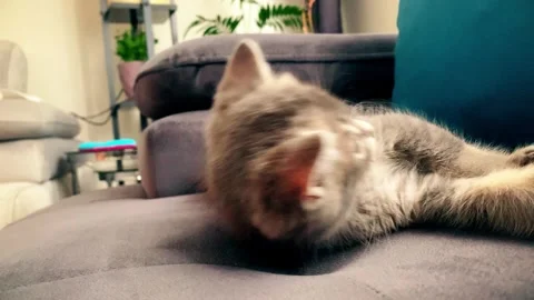A cute british kitten plays Stock Footage 290088339