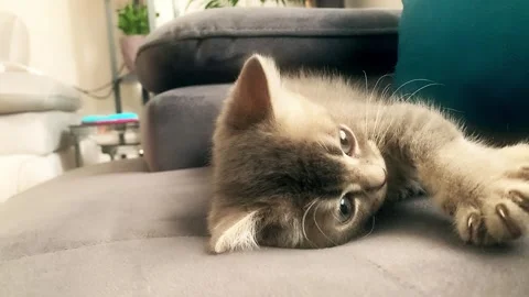 A cute british kitten plays Stock Footage 290088457