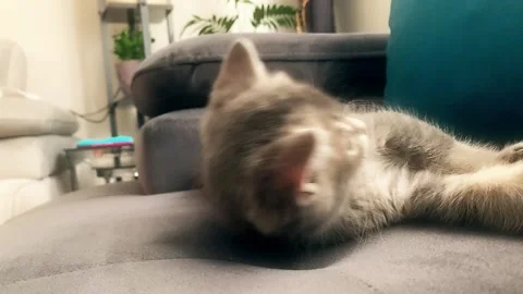 A cute british kitten plays Stock Footage 290088539