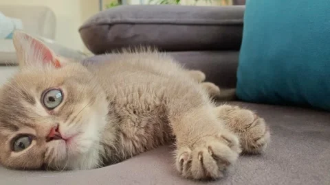 A cute british kitten plays Stock Footage 290088595
