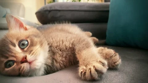 A cute british kitten plays Stock Footage 290088695