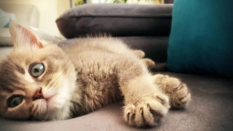 A cute british kitten plays Stock Footage 290088787
