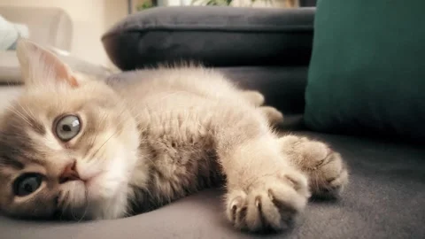A cute british kitten plays Stock Footage 290088938