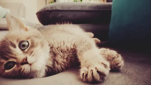 A cute british kitten plays Stock Footage 290089047