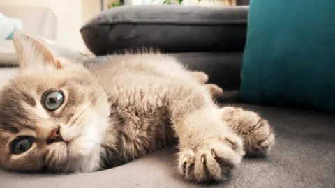 A cute british kitten plays Stock Footage 290089244