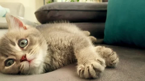 A cute british kitten plays Stock Footage 290089335