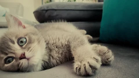 A cute british kitten sleeps Stock Footage 290089433