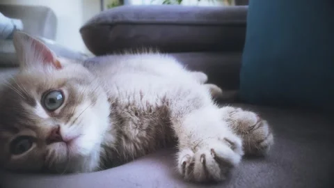 A cute british kitten sleeps Stock Footage 290089519
