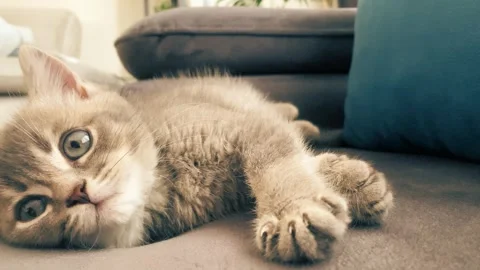 A cute british kitten sleeps Stock Footage 290089637