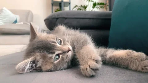 A cute british kitten sleeps Stock Footage 290089697