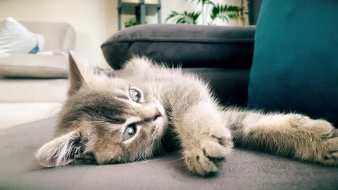 A cute british kitten sleeps Stock Footage 290089883