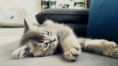 A cute british kitten sleeps Stock Footage 290089887