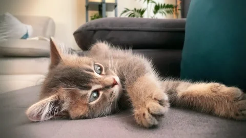 A cute british kitten sleeps Stock Footage 290090047