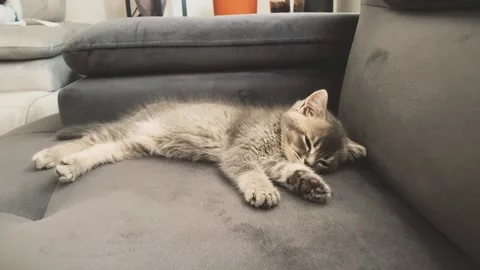 A cute british kitten sleeps Stock Footage 290090209