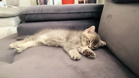 A cute british kitten sleeps Stock Footage 290090261