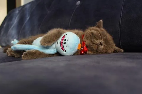 Cute British Shorthair kitten sleeping with his best toys Stock Photos