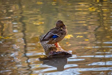 A cute brooding lonely brown mallard is resting on a tree log in the middle o Stock Photos