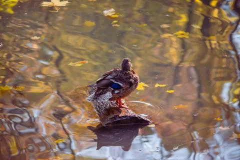 A cute brooding lonely brown mallard is resting on a tree log in the middle o Stock Photos