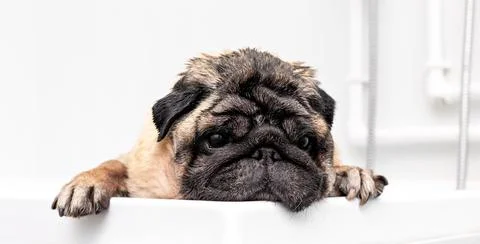 Cute brooding pug in the bathroom Stock Photos