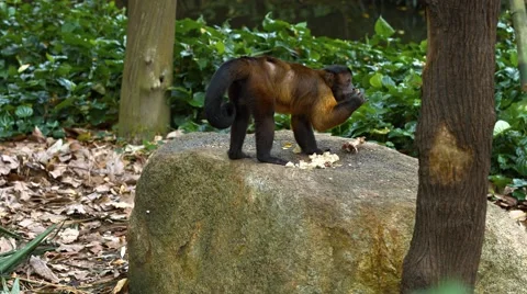 Cute Brown and Black Monkey at the Zoo. UltraHD video Stock Footage 62400281