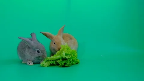 Cute brown and gray rabbit eating vegetable on green screen background Stock Footage 106963825