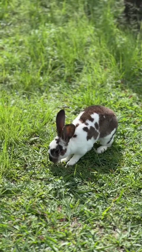 Cute Brown and White Spotted Rabbit on Green Grass 库存影片 340564206