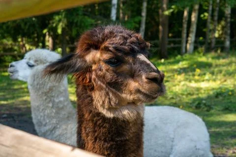 Cute brown and white trimmed Alpacas on the Alpaca Farm near Parnu town in So Stock Photos