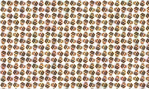 Cute brown beagle head pattern isolated on muti-color background. cute dog... Foto stock