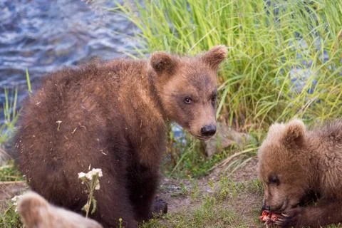 Cute brown bear cubs Fotos de archivo
