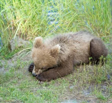 Cute brown bear cubs 스톡 사진