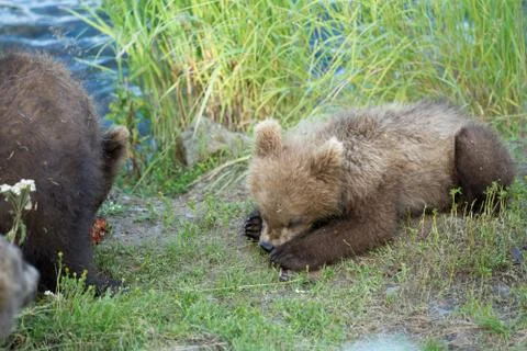 Cute brown bear cubs Stock-Fotos