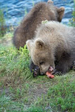 Cute brown bear cubs 스톡 사진