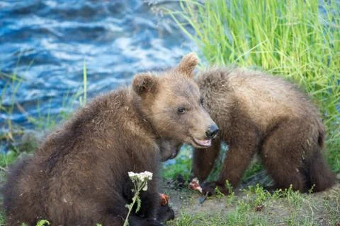 Cute brown bear cubs Stock Photos