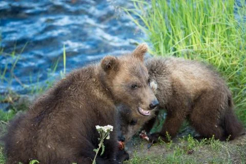 Cute brown bear cubs 스톡 사진