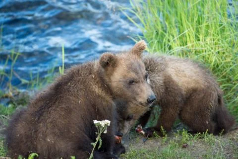 Cute brown bear cubs Stock-Fotos