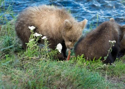 Cute brown bear cubs Fotos de archivo