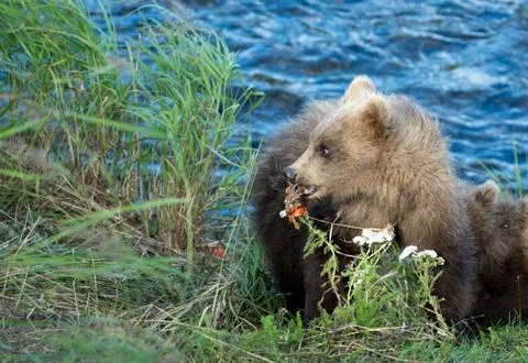 Cute brown bear cubs Fotos de archivo