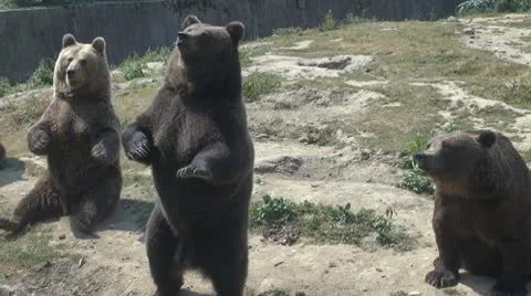 Cute Brown Bear Vídeos de archivo 10559430