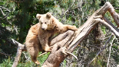 Cute Brown Bear Stock Footage 332997450