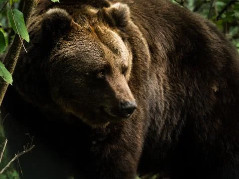 Cute Brown Bear Looking to the Right Stock Photos