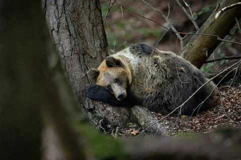 Cute brown bear sleeping on the ground near a large tree in autumn forest Stock Photos