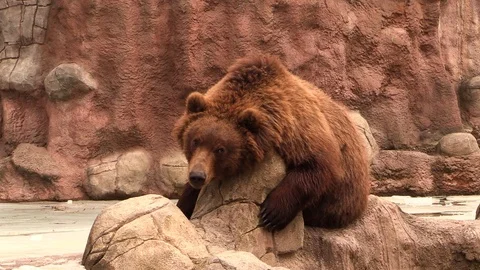 Cute brown bear (Ursus arctos) in the zoo Stock Footage 87616073