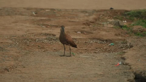 Cute brown bird stands on the ground with sparse vegetation and shakes his head Vidéo 314947387