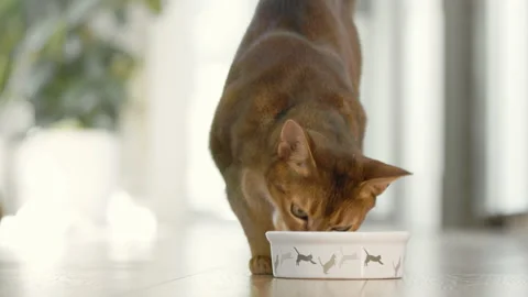 Cute brown cat coming for breakfast to his bowl Stock-Footage 209364448